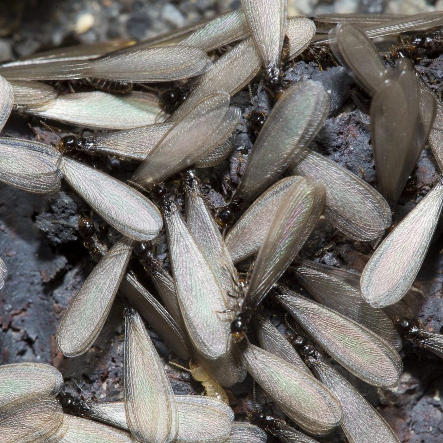 Termite swarmers, photo by Junko Barker Photo by Junko Barker